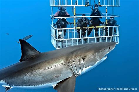 cage diving with sharks san francisco|shark cage diving farallon islands.